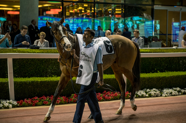 Dubai World Cup 2018