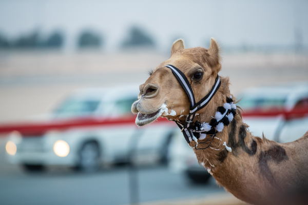 Al Marmoom Heritage Festival 2018