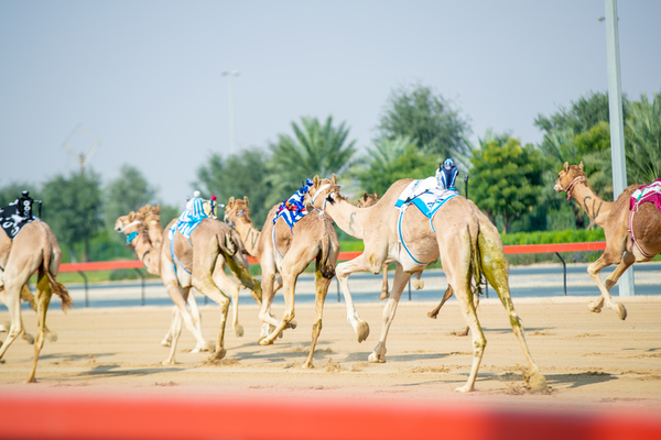Al Marmoom Heritage Festival 2018