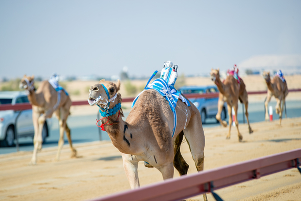Al Marmoom Heritage Festival 2018