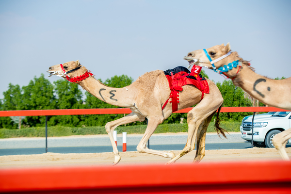 Al Marmoom Heritage Festival 2018