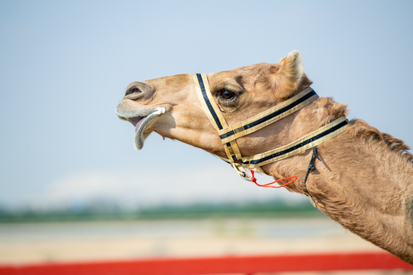 Al Marmoom Heritage Festival 2018