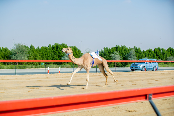 Al Marmoom Heritage Festival 2018