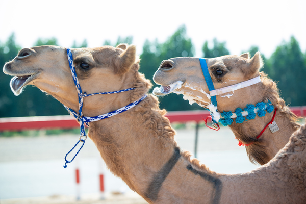 Al Marmoom Heritage Festival 2018