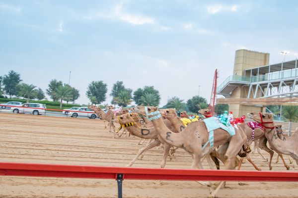 Al Marmoom Heritage Festival 2018